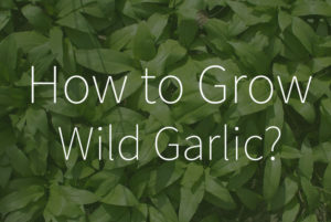 How to grow wild garlic from bulbs or seeds