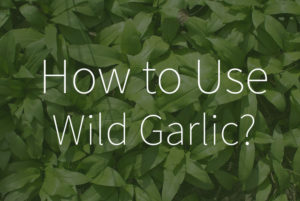What to do with wild garlic?