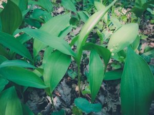 Lily of the valley and wild garlic