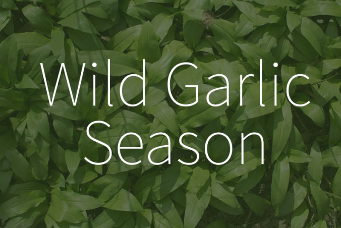 When does start the wild garlic season?